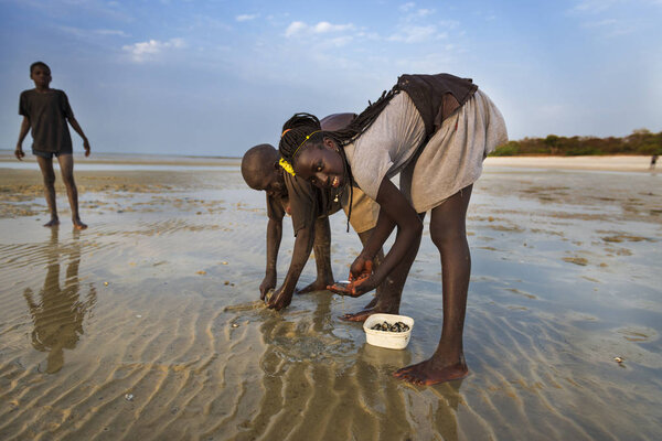 Orango Island, Guinea-Bissau - February 2, 2018: Children collecting cockles at the beach in the island of Orango at sunset.