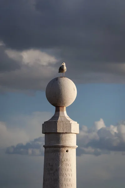 Une Mouette Dans Une Des Colonnes Cais Das Colunas Dans — Photo