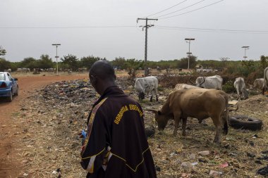 Bissau, Republic of Guinea-Bissau - February 5, 2018: People selling cows near a landfill in the outskirts of the city of Bissau, in Guinea-Bissau, West Africa. Health and sanitary conditions are very poor in Guinea Bissau, wich is one of the poorest clipart