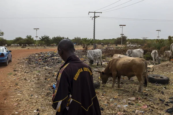Bissau Gine Cumhuriyeti Şubat 2018 Inekler Satan Insanlar Yakınındaki Şehir — Stok fotoğraf