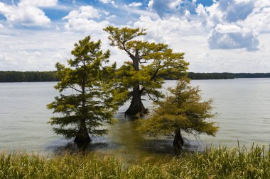 Güzel manzara ağaçlar ve Mississippi Nehri, Mississippi, ABD eyaleti. 