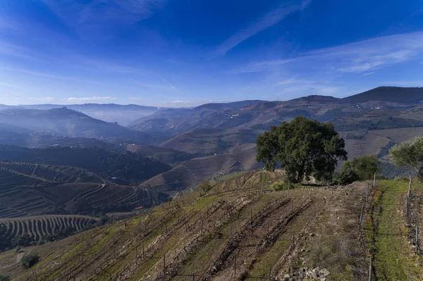Bir Zeytin Ağacı Teraslı Üzüm Bağları Douro Valley Yakınındaki Pinhao — Stok fotoğraf