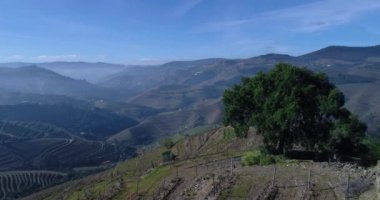 Bir zeytin ağacı ve teraslı üzüm bağları Portekiz Pinhao Köyü yakınındaki Douro Vadisi üzerinde uçan; Kavram Portekiz seyahat ve Portekiz en güzel yerleri