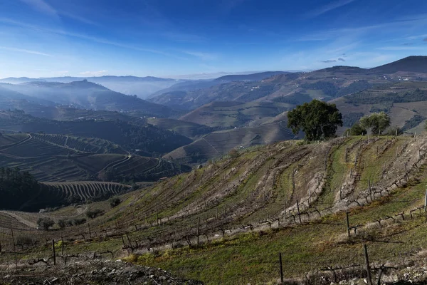 Pinhao Portekiz Köyü Yakınlarındaki Douro Vadisi Nde Teraslı Üzüm Bağları — Stok fotoğraf