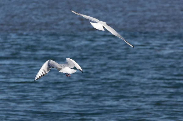 Two Seagulls Flying Tagus River Tje City Lisbon Portugal — Stock Photo, Image