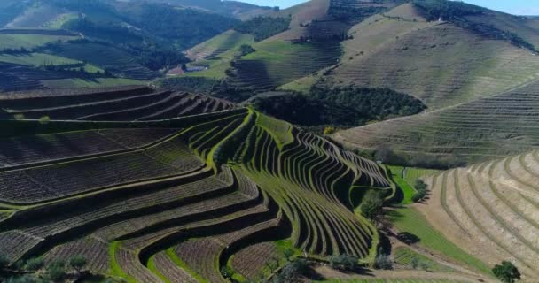 ピニャオ ポルトガルの村近くドウロ渓谷のブドウの段々畑の航空写真ポルトガルの旅行 ポルトガルで最も美しい場所のための概念 — ストック動画