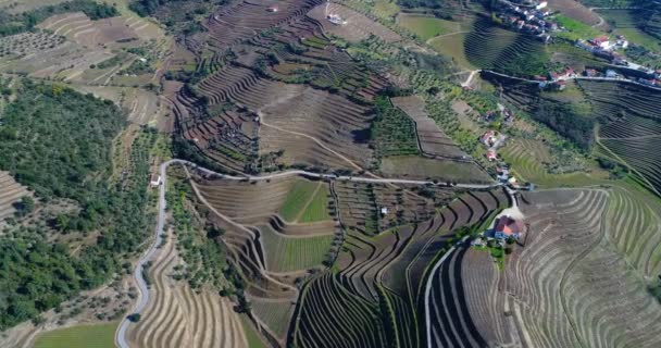 Flygfoto Över Terrasserade Vingårdarna Douro Dalen Nära Byn Pinhao Portugal — Stockvideo