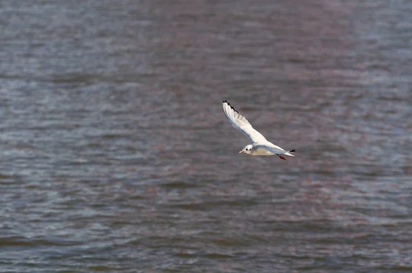 Möwe Fliegt Über Den Fluss Taguus Lissabon Portugal — Stockfoto