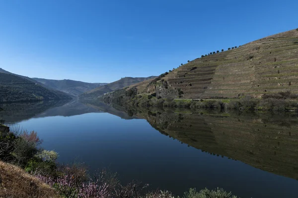 Portekiz Pinhao Köyü Yakınlarında Teraslı Üzüm Bağları Bulunan Douro Nehri — Stok fotoğraf