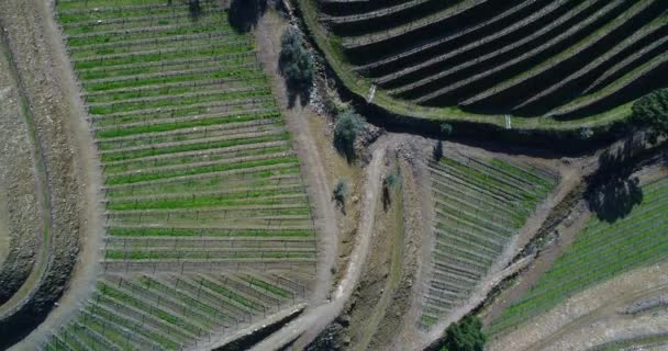 Pinhao Portekiz Köyü Yakınlarındaki Douro Vadisi Nde Teraslı Üzüm Bağları — Stok video