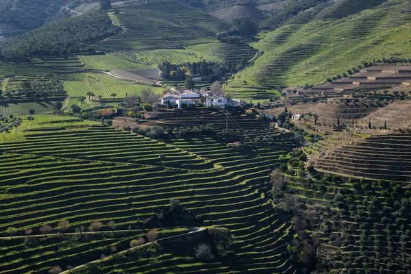 포르투갈의 핀하오 도우로 계곡의 계단식 포도원 포르투갈과 포르투갈에서 아름다운 장소에서 — 스톡 사진