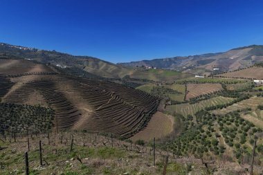 Portekiz'in Pinhao köyü yakınlarındaki Douro Vadisi'ndeki teraslı üzüm bağlarının görünümü; Portekiz ve Portekiz'de en güzel yerlerde seyahat için Kavram