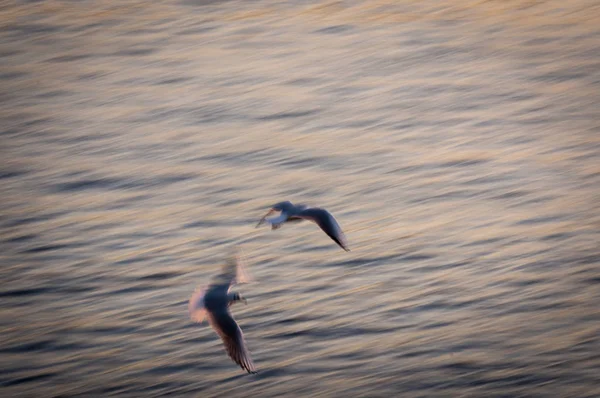 Image Floue Deux Mouettes Survolant Fleuve Tejo Dans Ville Lisbonne — Photo