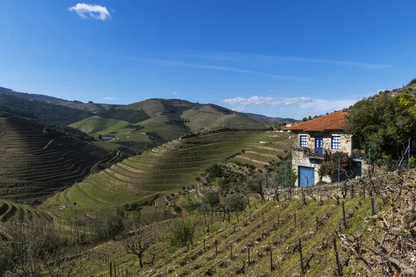 Pinhao Portekiz Köyü Yakınlarındaki Douro Vadisi Nde Teraslı Üzüm Bağları — Stok fotoğraf