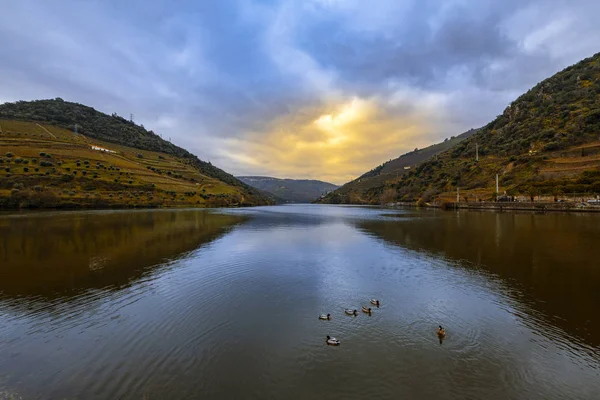Group Ducks Swimming Douro River Village Pinhao Portugal — Stock Photo, Image