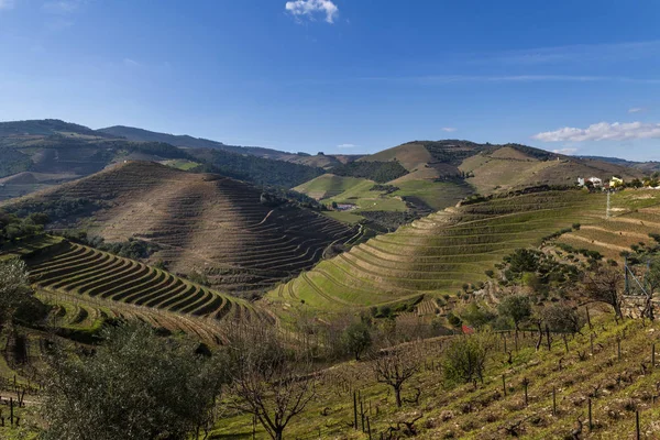 Pinhao Portekiz Köyü Yakınlarındaki Douro Vadisi Nde Teraslı Üzüm Bağları — Stok fotoğraf