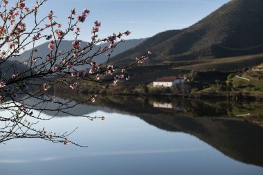 Portekiz'in Foz Coa köyü yakınlarında teraslı üzüm bağları ile Douro Nehri'nin manzara görünümü; Portekiz ve Portekiz'de en güzel yerlerde seyahat için Kavram