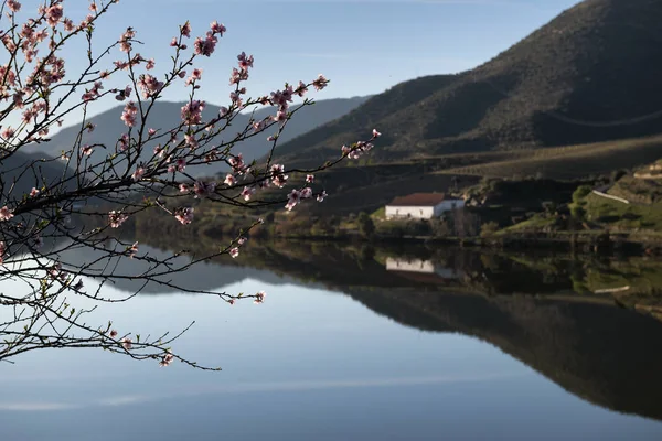 Portekiz Foz Coa Köyü Yakınlarında Teraslı Üzüm Bağları Ile Douro — Stok fotoğraf
