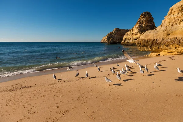 View Scenic Marinha Beach Praia Marinha Seagulls Sand Algarve Region — Stock Photo, Image