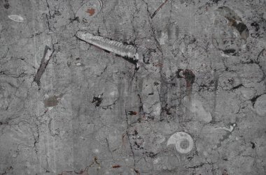 Antik kabukları ve ammonit gri duvar