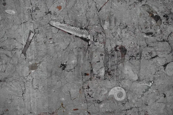 Graue Wand Mit Antiken Muscheln Und Ammoniten — Stockfoto