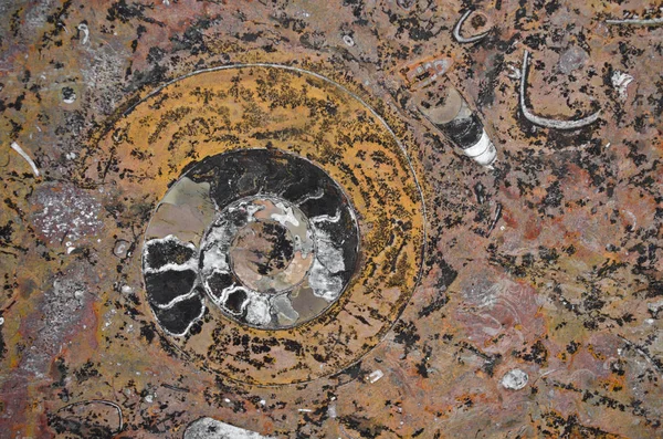 Ruinierte Ammoniten Altem Stein — Stockfoto