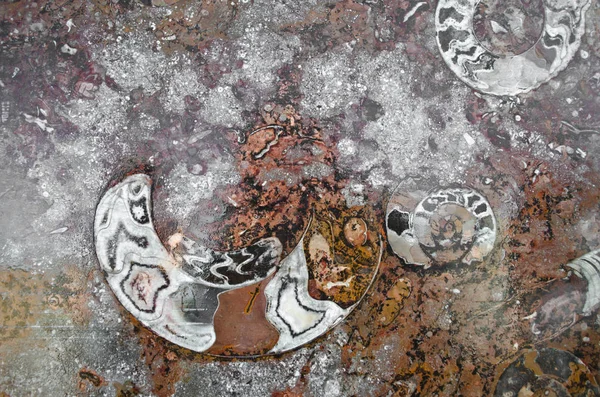 Ruinierte Ammoniten Altem Stein — Stockfoto