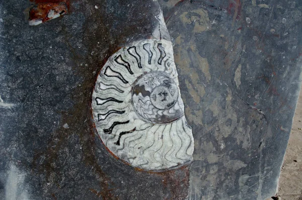 Weißer Ammonit Altem Stein — Stockfoto