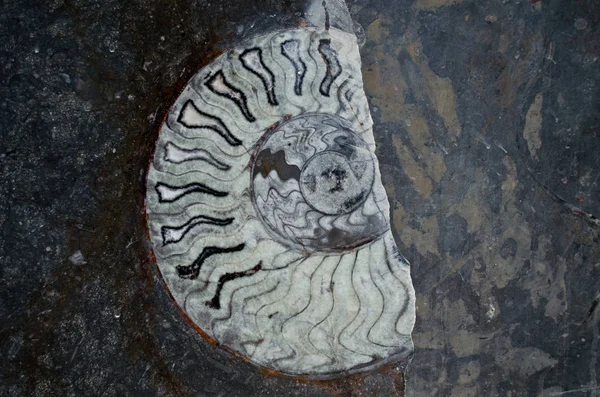 Weißer Ammonit Altem Stein — Stockfoto