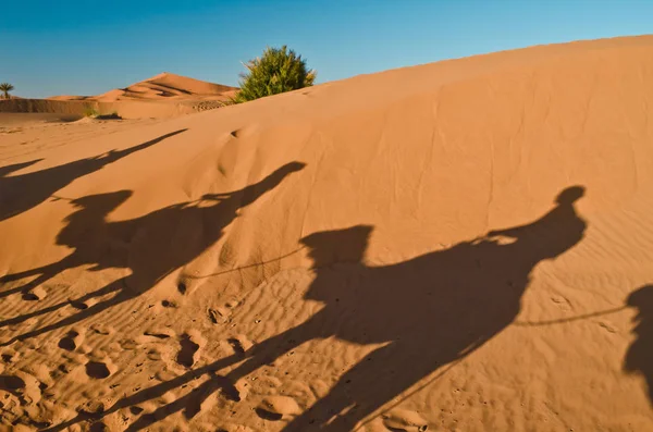 Desert with orange dunes and silhouettes of people riding camels