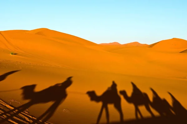 Пустеля Помаранчевими Дюнами Силуетами Людей Верблюдів — стокове фото