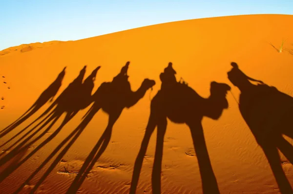Wüste Mit Orangefarbenen Dünen Und Silhouetten Von Menschen Auf Kamelen — Stockfoto