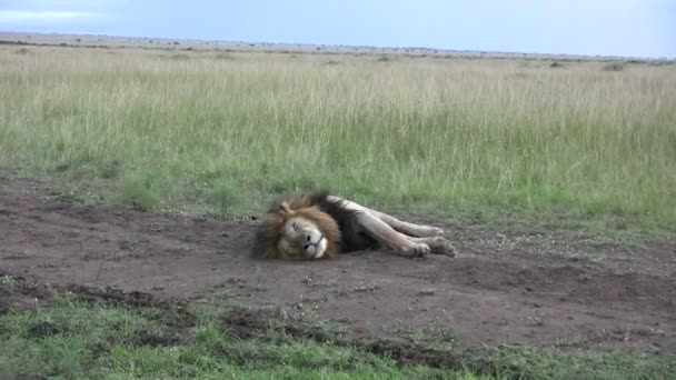 Vergrößern Eines Schlafenden Löwen Der Dann Aus Nächster Nähe Seine — Stockvideo