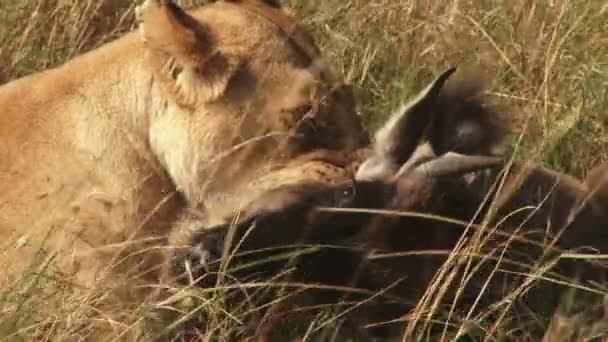 若いヌーを窒息させているライオンの — ストック動画