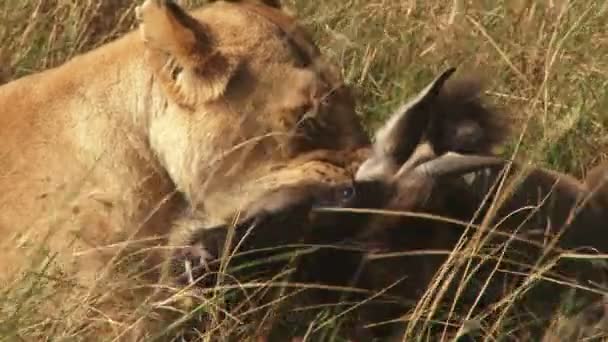 Som Närbild Ett Lejon Som Kväver Ung Wildebeest — Stockvideo