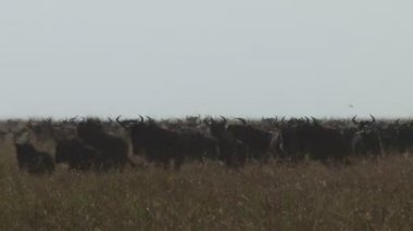 Antiloplar plains bölgesinde çalışan bir grup.
