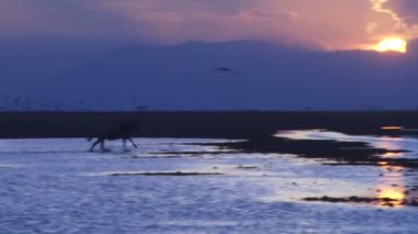  Manda suya yansıyan günbatımı üzerinde çalışır