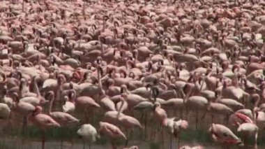 Gölde bir pembe flamingolar sürü bir pan.