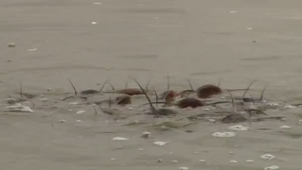 Grupo Bagre Jadeando Por Aire Lago Poco Profundo — Vídeo de stock