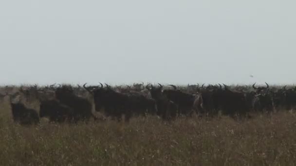 Group Wildebeests Running Plains — Stock Video