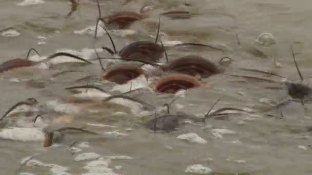 Grupo Madfish Congegate Junto Para Alimentar Lago Morrendo — Vídeo de Stock