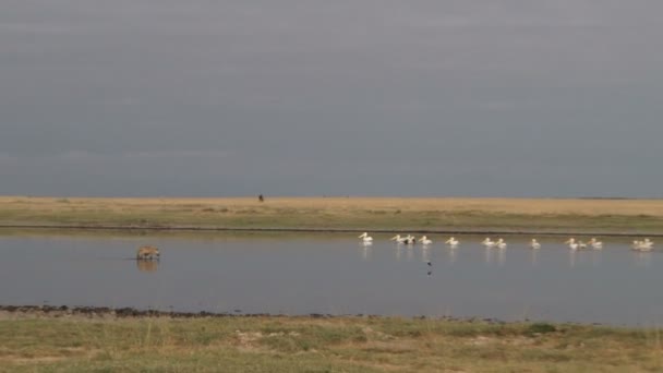 Uma Hiena Caminha Direção Alguns Pelicanos Lago — Vídeo de Stock