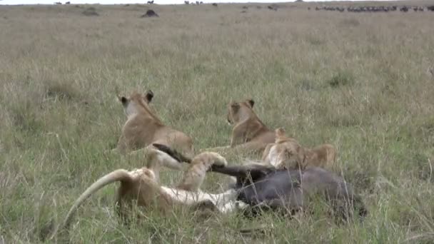 Ein Junges Löwenjunges Spielt Mit Einem Sterbenden Gnu Während Die — Stockvideo