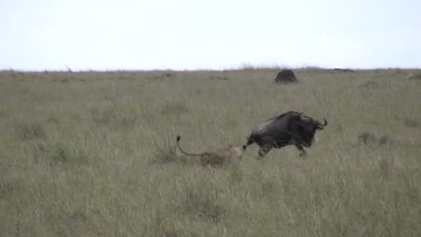 Lion Chases Wildebeest Successful Hunt — Stock Video