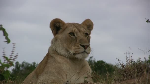 Lion Watching Out Plains Wakes — Stock Video