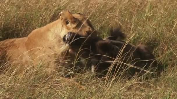 Lioness Suffocating Wildebeest Throat — Stock Video