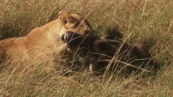 Una Leona Sofocando Ñus Por Garganta — Vídeo de stock