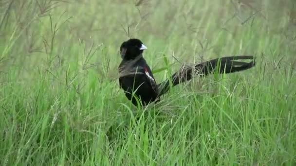 Een Mannelijke Widowbird Het Fokken Van Kleuren Maakt Een Display — Stockvideo