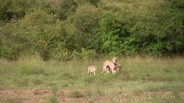 一只猎豹母亲带领幼崽到一个安全的地方吃东西 — 图库视频影像