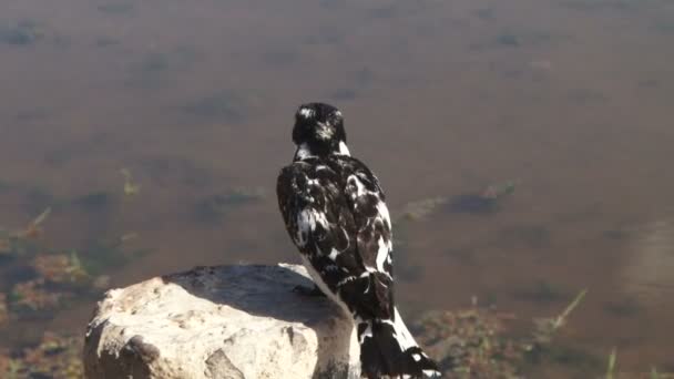 Pied Kingfisher Just Cought Baby Fish — Stock Video